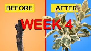 How to get more branches on your Rubber Tree  Ficus Elastica Tineke EASY method Week 4 Update [upl. by Iroak]