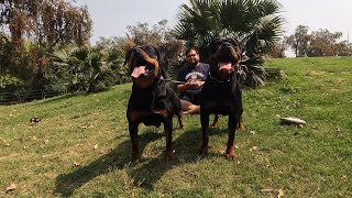 2 करोड़ घाटा खा कर अब सीख लिया इस भाई ने Rottweiler का breeding standard 😳😳😳 [upl. by Fraze470]