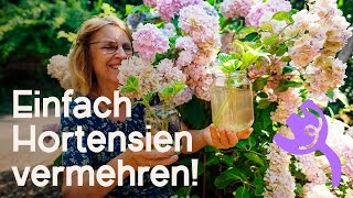 DIY Hortensien erfolgreich vermehren  Bewurzelungshilfe „Weidenwasser“ 🌱 [upl. by Pitchford534]