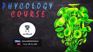 محاضرات كورس Phycology  محاضرة 5 Divisions charophyta bacillariophyta and pyrrophyta [upl. by Eadnus]