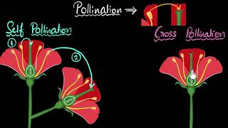 Pollination self amp cross  How do organisms reproduce  Biology  Khan Academy [upl. by Alpers]