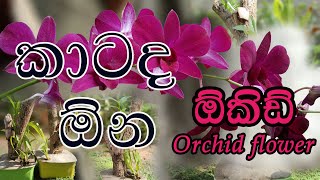 ඕකිඩ් මල් වගා නිර්මාණ  Orchid Flower Planting Designs  Sri Lankan Flower Planting [upl. by Asyla]