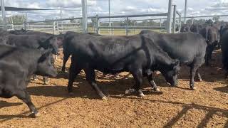 Curralee Cattle Co PTIC Heifers [upl. by Loralie]