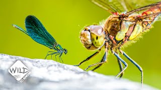 How Damselflies Stand Up Against Dragonflies  Wild to Know [upl. by Reidar]