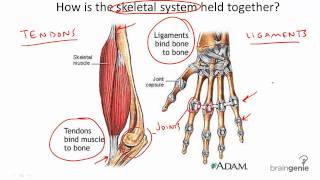 834 Tendons and Ligaments [upl. by Hairu]