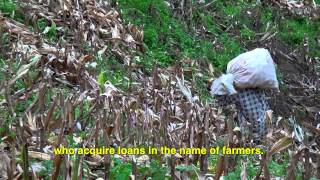 10 Years of Failure Farmers Deceived by GM Corn [upl. by Kowatch358]