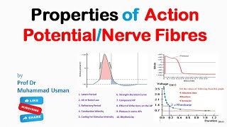 Properties of Action PotentialNerve fibres  Nerve Physiology [upl. by Nosilla]