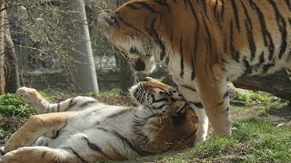 wild tigers 🐅 tender romantic affair 💘 [upl. by Covell]