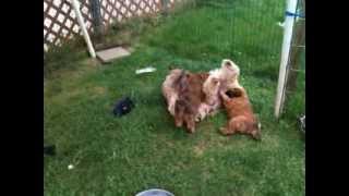 SoftCoated Wheaten Terrier Puppies [upl. by Eeliab583]