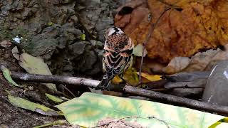 되새  Brambling [upl. by Grearson278]