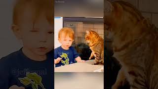 shortvideo funny petschannel petchannel yourcat pets cat catchannel yourpet [upl. by Tabbitha]