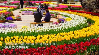 Tulips in full bloom Ashikaga sightseeing in strong winds Ashikaga Flower Park and others [upl. by Ailalue40]