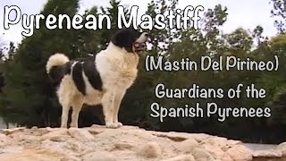 Pyrenean Mastiff  Mastin Del Pirineo Guardians of the Spanish Pyrenees [upl. by Trefor]