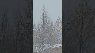 Snowy day shorts music snow winter Canada [upl. by Ahsekan664]