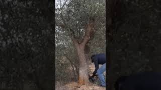 PODA CON MOTOSIERRAmotosierra nature olivertree chainsaw olivo [upl. by Bennir]