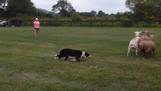 Border Collie Herding Sheep [upl. by Aieka]