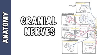 Anatomy  Cranial Nerves Overview [upl. by Annaigroeg]