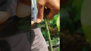 citrus grafted trees EP978 satisfying shorts [upl. by Otrevogir]