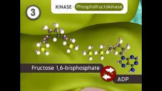 Glycolysis The Reactions [upl. by Arraeis]