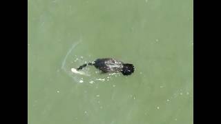 This is How A Cormorant Eats a Large Catfish [upl. by Bromleigh]