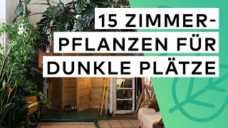 15 Zimmerpflanzen für dunkle Ecken [upl. by Anawik]