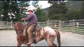 Wilderness Packer Program uses Wild Mustangs at the Blackrock Ranger Station BridgerTeton NF [upl. by Reede]