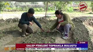 Topraktan Sofraya Salep Üretiminin Zorlu Yolculuğu [upl. by Rosa]