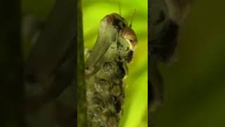 The Life Cycle of a Dragonfly dragonfly amazinganimals animalsfacts [upl. by Lexy132]