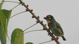 Coppersmith Barbet [upl. by Fairleigh]