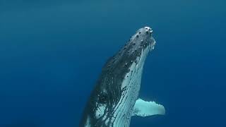 Mauis Humpback Whales [upl. by Nilknarf550]