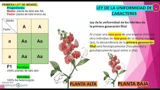 QUÉ DICE LA PRIMERA LEY DE MENDEL [upl. by Hniv24]