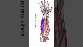 Anatomy Extensor Carpi Ulnaris shorts [upl. by Melia92]