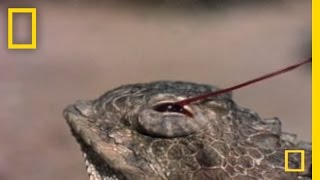 Blood Squirting Lizard  National Geographic [upl. by Ilyak]