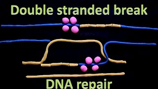 Double strand break repair  homologous recombination [upl. by Niawat]