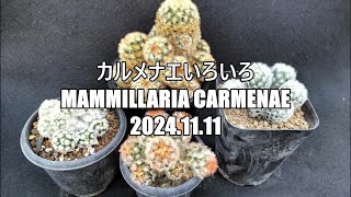 カルメナエいろいろ Mammillaria carmenae 2024 11 11 [upl. by Oynotna]