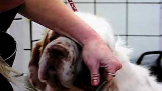 Williana Clumber Spaniel Club grooming DVD [upl. by Orrocos]