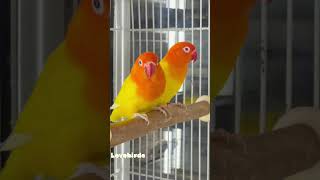 Beautifull lutino opaline and dec op lutino shorts viral trending lovebird [upl. by Hsaniva165]