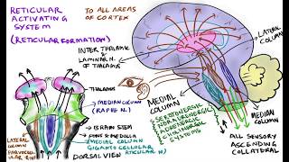 Reticular activating system RAS functions of reticular formation [upl. by Enoved757]