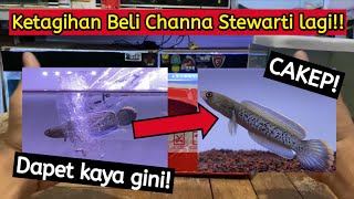 Unboxing Channa Stewarti Bahan Beli Di Shopee [upl. by Adehsar371]