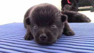 Sailing Schipperkes  First month of 3 puppies Schipperke [upl. by Tailor284]