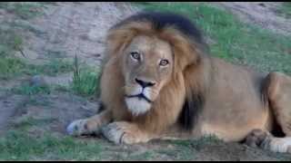 Rare African Lion Roar [upl. by Albert]