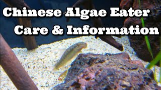 Chinese Algae Eater Care amp Information [upl. by Aikahc]