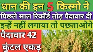 Top paddy seeds 2023  dhan ki new variety 2023  top hybrid paddy seeds  dhan ki kheti  धान [upl. by Noirad]