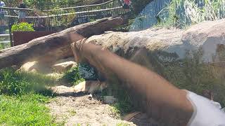 Trip To Taronga Zoo 251124 Ep6 Australia [upl. by Archibold]