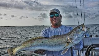 Trophy Trout Fishing Live Croaker Tips and Tricks Birds and Wind [upl. by Hamel755]