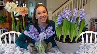 How to Force Hyacinths in Soil and Water  Forcing Hyacinth Bulbs to Bloom Inside [upl. by Etep]