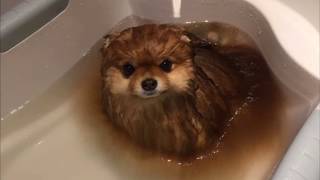 dissolving my dog in hydrochloric acid [upl. by Dnumsed51]