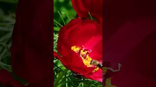 Paeonia tenuifolia blooming in the spring 6zYTZ reels nature flowers [upl. by Lanam]