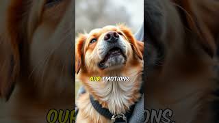 Is Your Dog REALLY Smiling Discover the TRUTH shorts [upl. by Ydnirb]