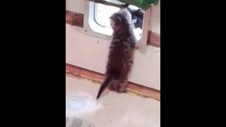 Mother cat teaching baby to use cat flap [upl. by Wanonah]